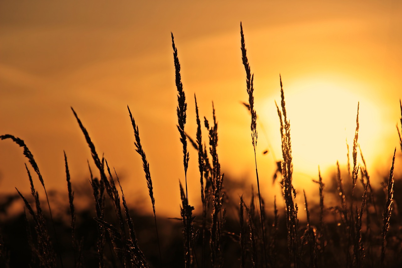 alba, meadow, grass, sunset, sunrise, nature, sky, twilight, scenic, dusk, orange, dawn, sunrise, sunrise, sunrise, sunrise, sunrise