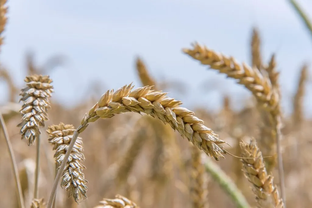 soft wheat, seed wheat, bread wheat, wheat, grain, grass, food, flora, plant, growth, nature, wheat, wheat, wheat, wheat, wheat, grain