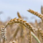 soft wheat, seed wheat, bread wheat, wheat, grain, grass, food, flora, plant, growth, nature, wheat, wheat, wheat, wheat, wheat, grain