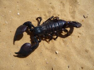 emperor, scorpion, desert, sand, nature, outside, insect, dangerous, danger, large, macro, close-up, brown desert, brown sand, scorpion, scorpion, scorpion, scorpion, scorpion