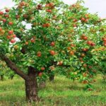 Adele e l'albero di mele