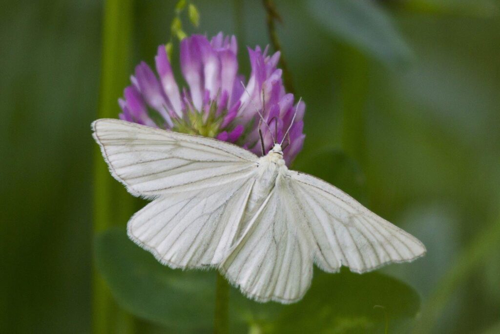 farfalla bianca