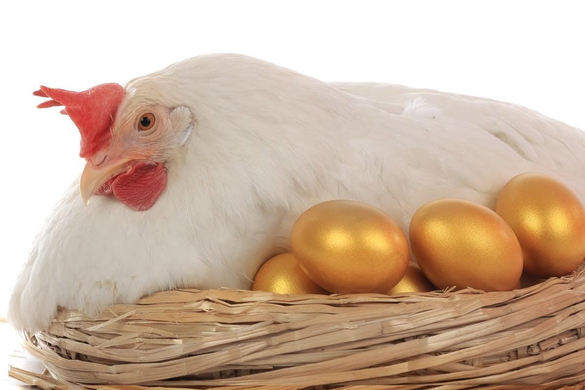 la gallina dalle uova d'oro