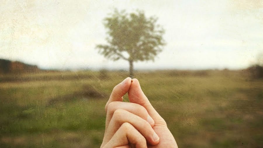 granello di senape, sfondo di un albero