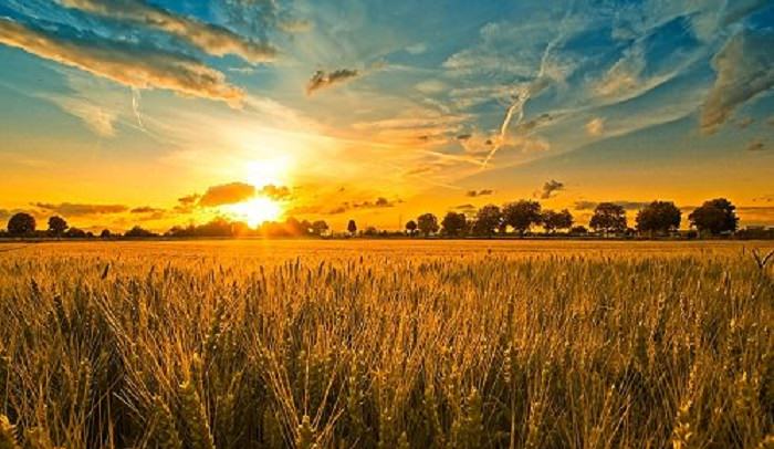 il grano e la zizzania