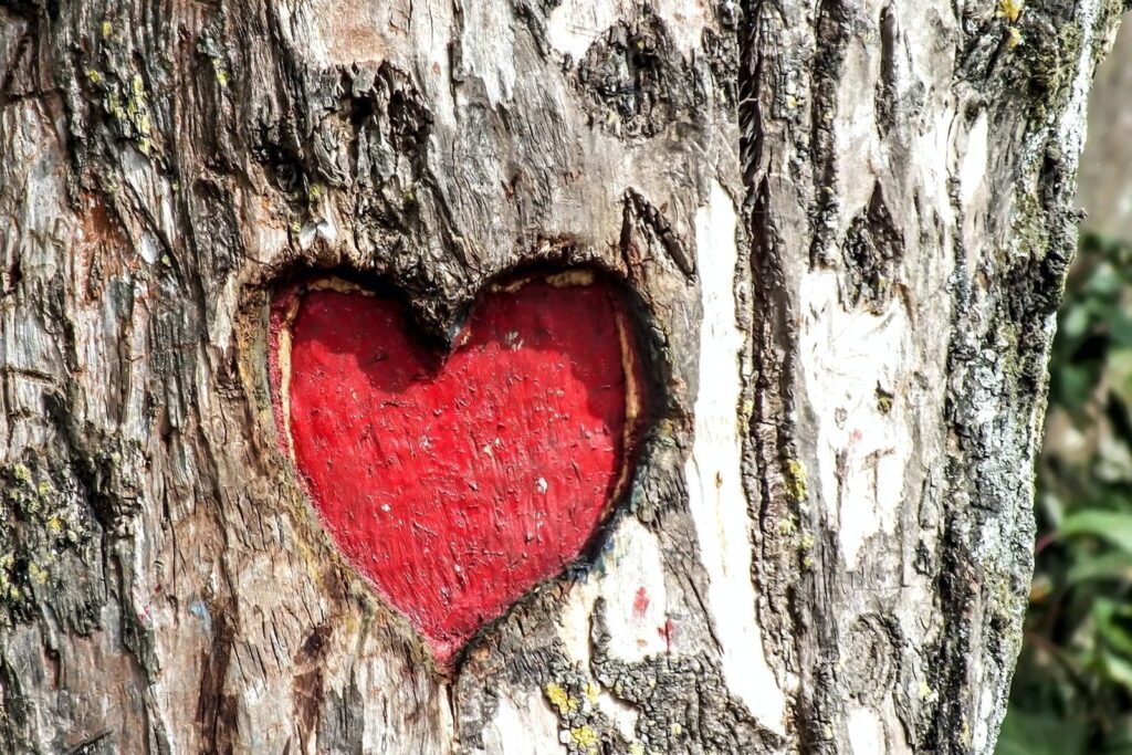 cuore nel tronco d'albero