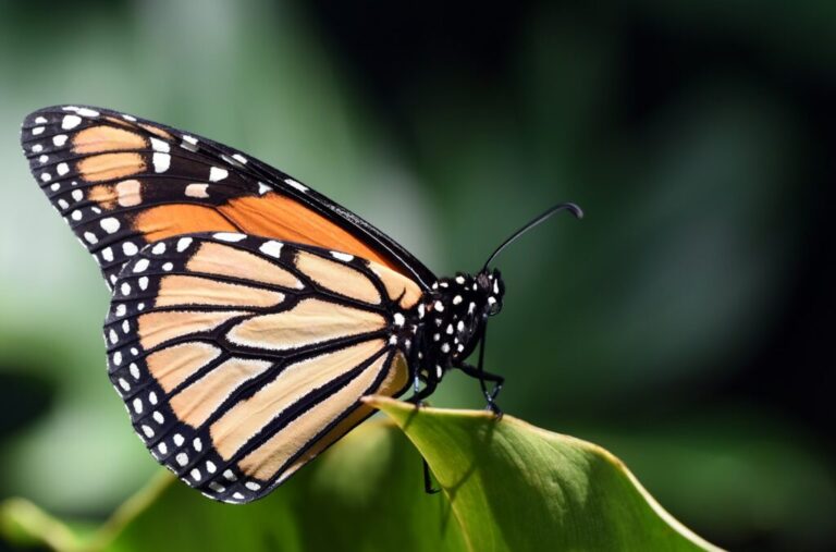 Monarch butterfly on green leaf macro photography