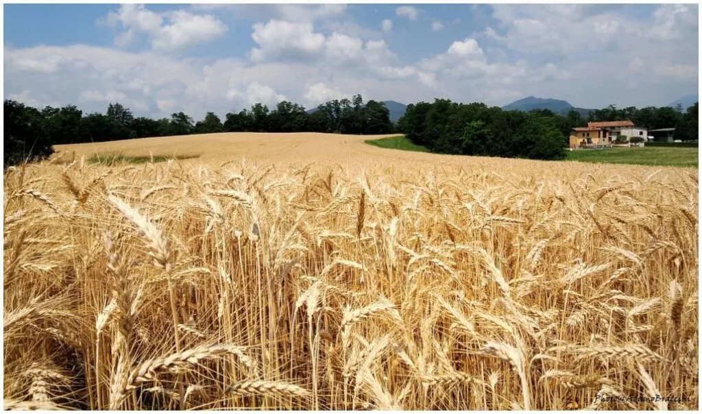 campo di grano con spighe