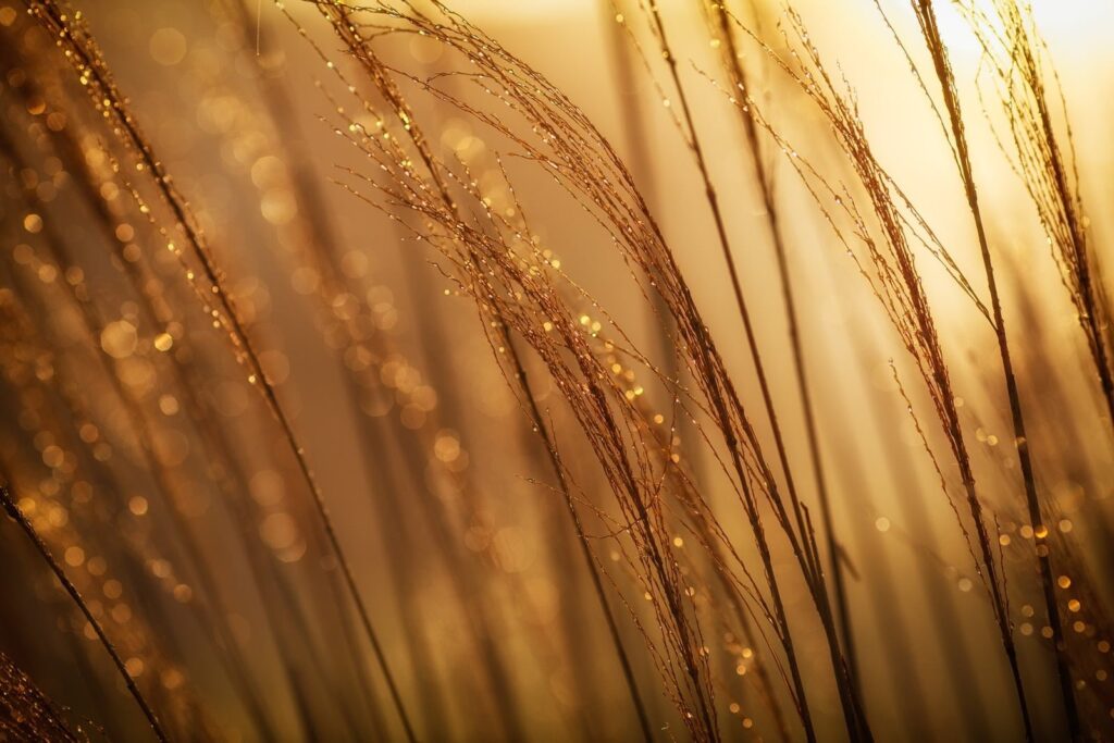 spighe di grano al sole