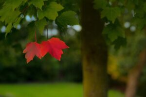 foglie rosse su albero