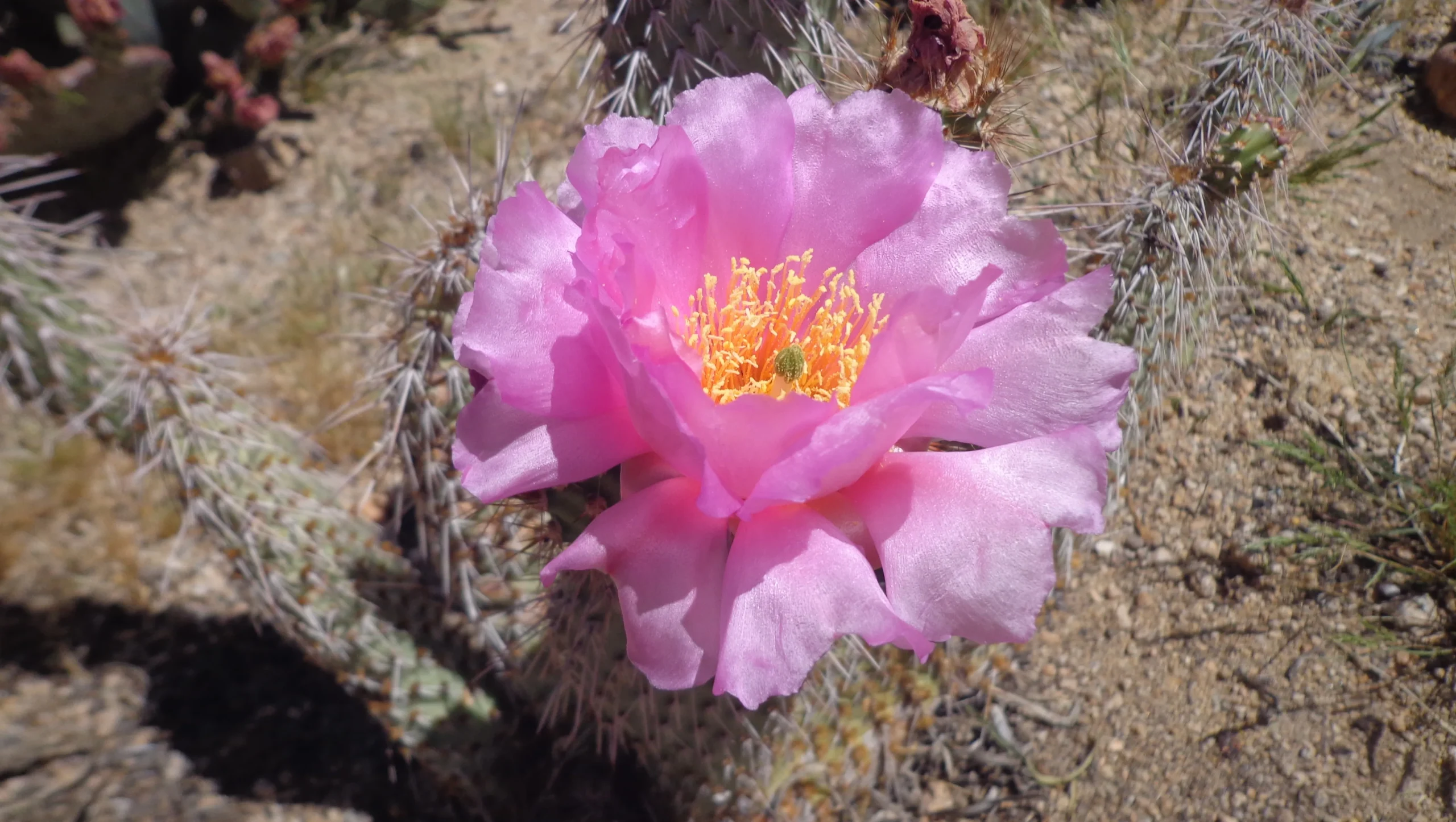 fiore nel deserto