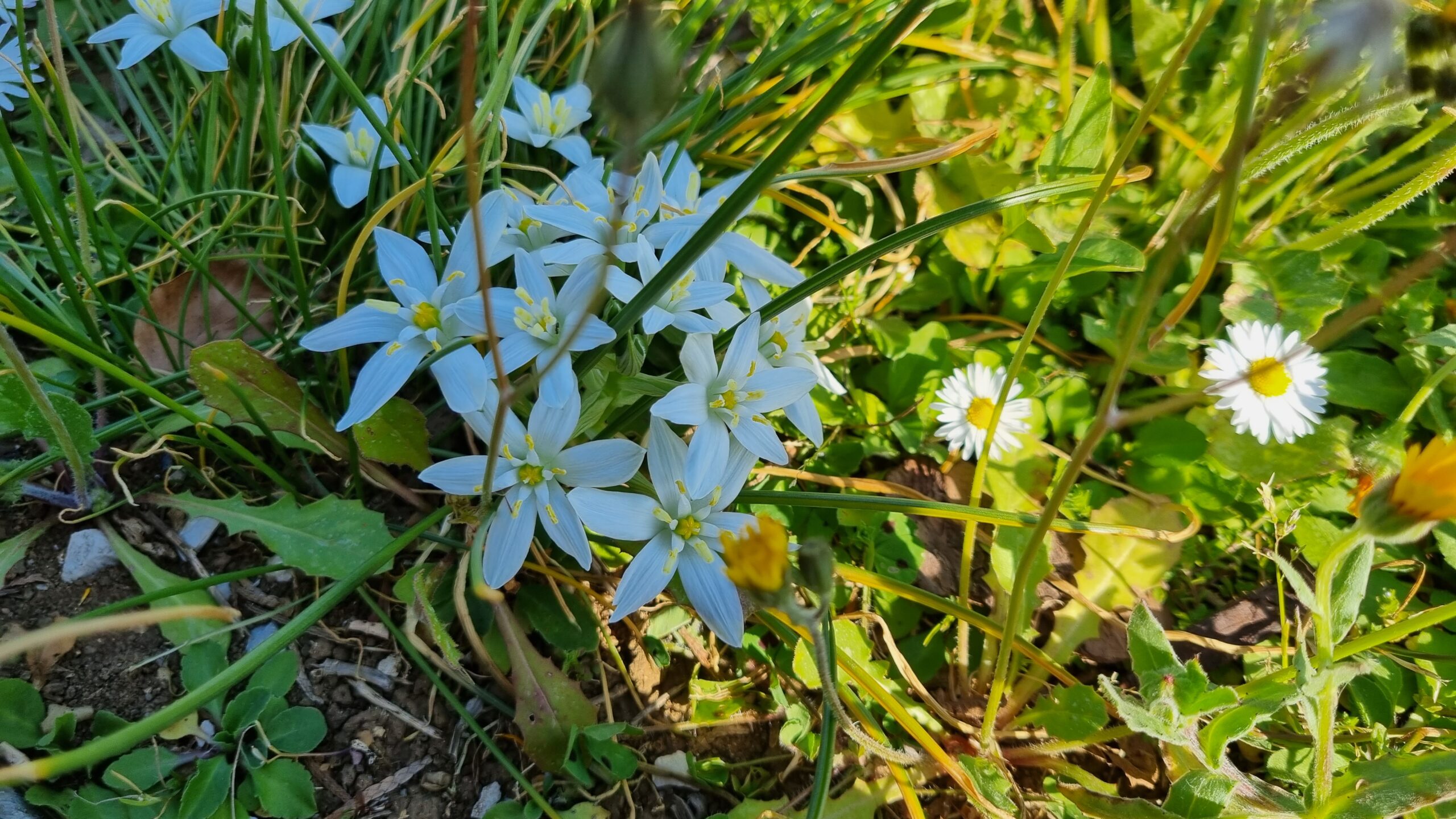 fiori a casetta di Eugenio