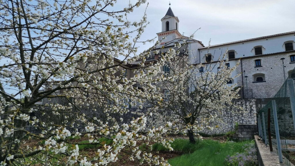 ciliegio in fiore e la chiesa