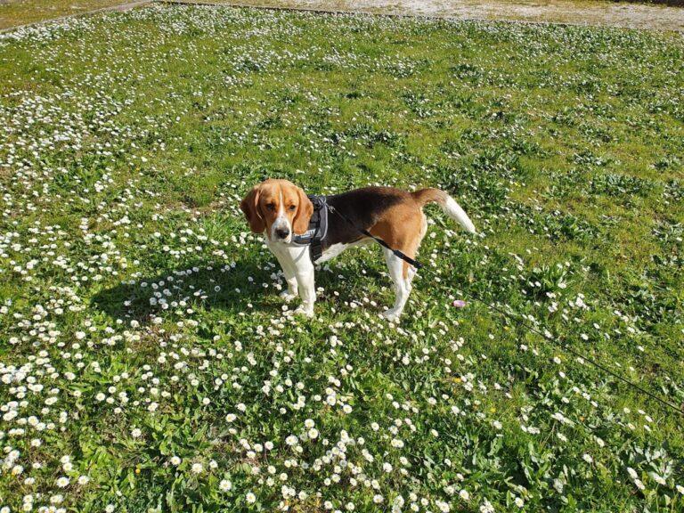 Lussy a casetta Eugenio