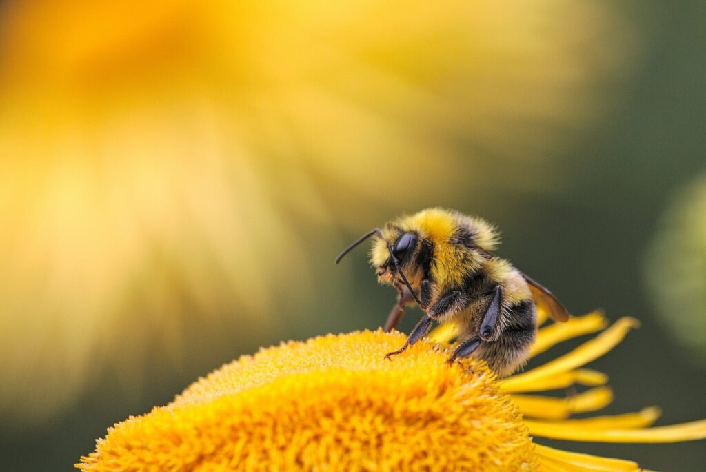 ape vola sul fiore