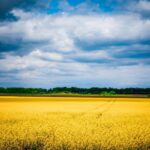 panorama con cielo blue e campo di grano giallo