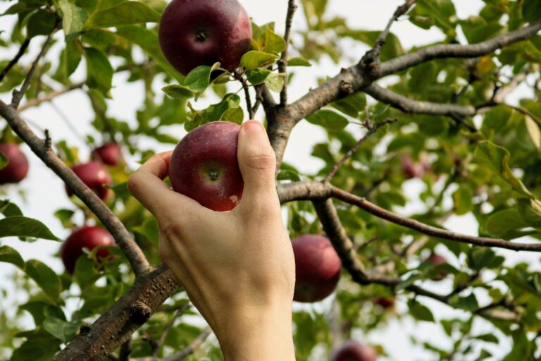 albero da frutta con mele