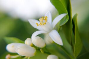 fiori d'arancio