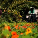 giardino di fiori